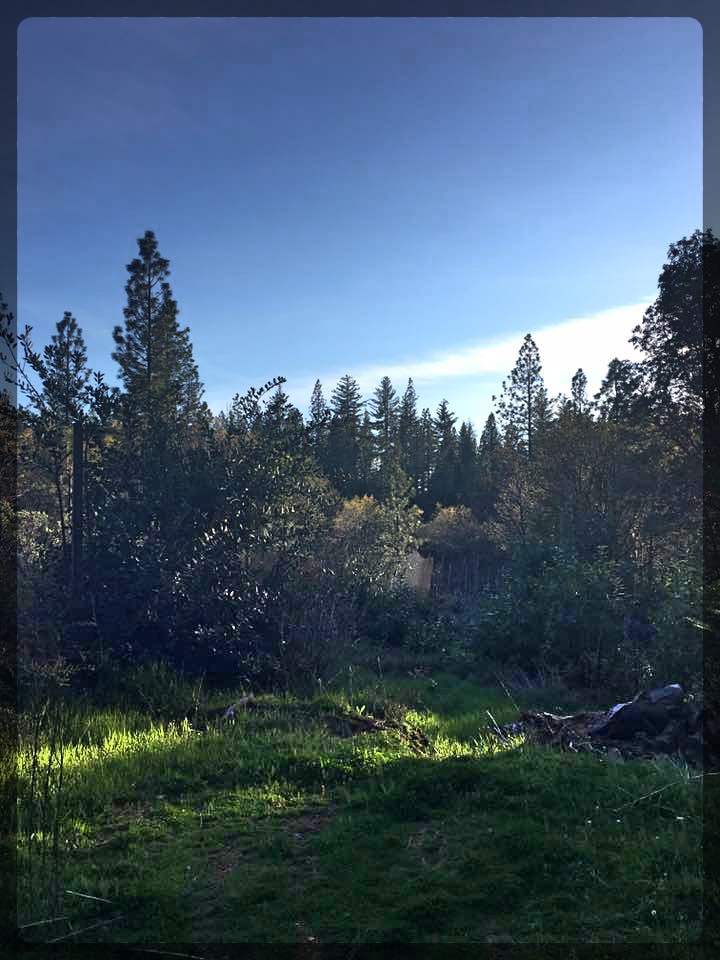 Mosquito property view